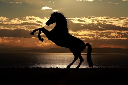Horse in backlit beach